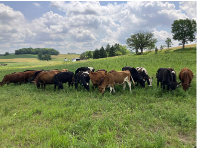 Cattle grazing on a Nebraska pasture